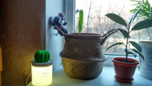 Portable Cactus Humidifier photo review