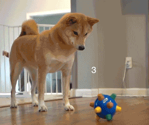 jumping activation dog ball