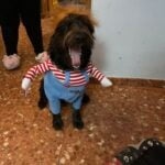 Chucky Dog Costume photo review