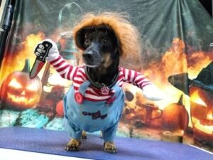 Chucky Dog Costume photo review